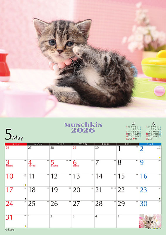 ２０２６年カレンダー　子猫のマンチカン